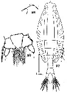 Espèce Arietellus tripartitus - Planche 1 de figures morphologiques