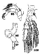 Espèce Euchirella grandicornis - Planche 4 de figures morphologiques