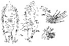 Espèce Euchirella grandicornis - Planche 3 de figures morphologiques