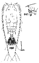 Espèce Gaetanus pileatus - Planche 23 de figures morphologiques