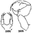 Espèce Labidocera gangetica - Planche 2 de figures morphologiques