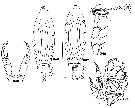 Espce Labidocera aestiva - Planche 1 de figures morphologiques
