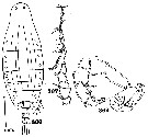 Species Labidocera trispinosa - Plate 2 of morphological figures