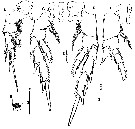 Espèce Lutamator paradiseus - Planche 3 de figures morphologiques