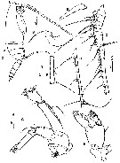 Species Lutamator paradiseus - Plate 4 of morphological figures
