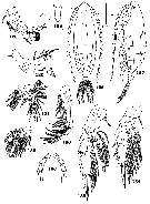 Species Landrumius sarsi - Plate 1 of morphological figures