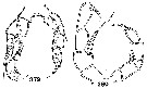 Espèce Monacilla typica - Planche 10 de figures morphologiques