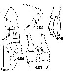Species Pontella gracilis - Plate 1 of morphological figures