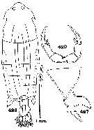 Species Pontella surrecta - Plate 2 of morphological figures