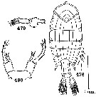 Espèce Pontellopsis krameri - Planche 4 de figures morphologiques