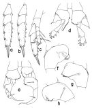 Espèce Heterostylites longioperculis - Planche 2 de figures morphologiques
