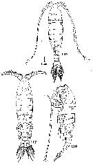 Espèce Gaussia princeps - Planche 23 de figures morphologiques