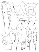 Espèce Heterostylites echinatus - Planche 1 de figures morphologiques