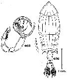 Espce Pontella alata - Planche 4 de figures morphologiques