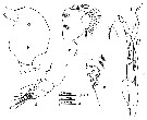 Espèce Valdiviella insignis - Planche 8 de figures morphologiques
