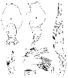 Espèce Euchirella grandicornis - Planche 5 de figures morphologiques