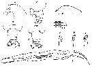 Espèce Euchirella venusta - Planche 13 de figures morphologiques