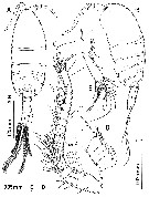 Species Paramisophria mediterranea - Plate 4 of morphological figures