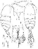 Espèce Paramisophria bathyalis - Planche 1 de figures morphologiques