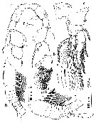 Espèce Paramisophria bathyalis - Planche 5 de figures morphologiques