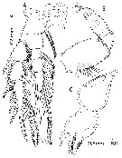 Espèce Paramisophria bathyalis - Planche 6 de figures morphologiques