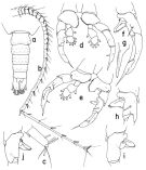 Species Hemirhabdus grimaldii - Plate 3 of morphological figures