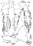 Espèce Paramisophria bathyalis - Planche 7 de figures morphologiques