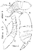 Espèce Paramisophria intermedia - Planche 1 de figures morphologiques