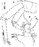 Species Paramisophria intermedia - Plate 4 of morphological figures