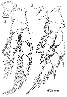 Species Paramisophria intermedia - Plate 7 of morphological figures