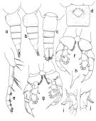Species Hemirhabdus amplus - Plate 1 of morphological figures