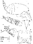 Species Thompsonopia mediterranea - Plate 1 of morphological figures