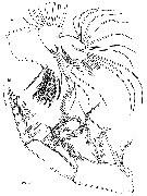 Species Thompsonopia mediterranea - Plate 6 of morphological figures