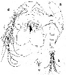 Espèce Rhamphochela carinata - Planche 1 de figures morphologiques