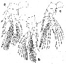 Espèce Rhamphochela carinata - Planche 3 de figures morphologiques
