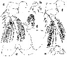 Espèce Lubbockia squillimana - Planche 4 de figures morphologiques