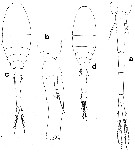 Espèce Atrophia glacialis - Planche 1 de figures morphologiques