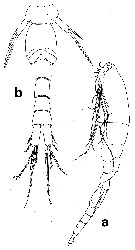 Espèce Homeognathia flemingi - Planche 3 de figures morphologiques