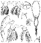 Espèce Oncaea frosti - Planche 2 de figures morphologiques