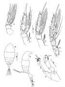 Espèce Diaixis centrura - Planche 2 de figures morphologiques