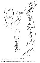 Species Pseudodiaptomus japonicus - Plate 19 of morphological figures
