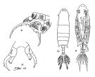 Espèce Labidocera japonica - Planche 1 de figures morphologiques