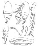 Species Mesaiokeras mikhailini - Plate 1 of morphological figures