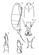 Species Pontella chierchiae - Plate 1 of morphological figures