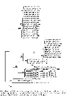 Species Bestiolina brasiliensis - Plate 1 of morphological figures
