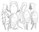 Espèce Tharybis megalodactyla - Planche 1 de figures morphologiques