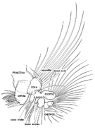Basic copepod maxillule