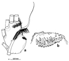 Endopodite droit de la première paire de pattes natatoires (vue antérieure) chez Euchirella curticauda (Calanoida)