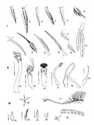 Fig. G14 : Divers types de soies et d'épines