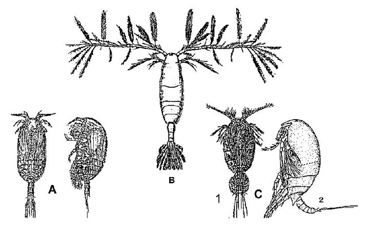 Flatycopioida (A); Calanoida (B); Misophrioida (C1 et C2)